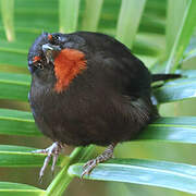 Lesser Antillean Bullfinch