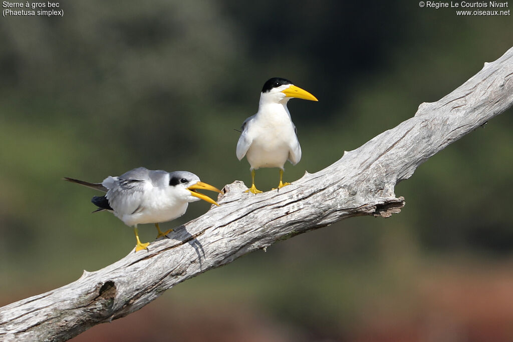Large-billed Tern