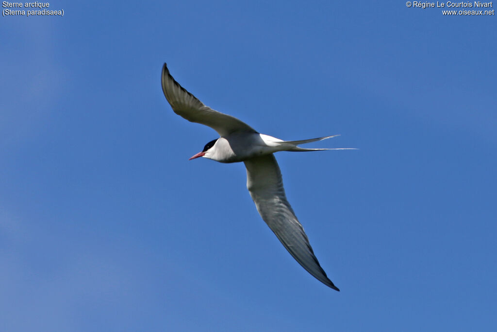 Arctic Tern