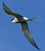 Arctic Tern