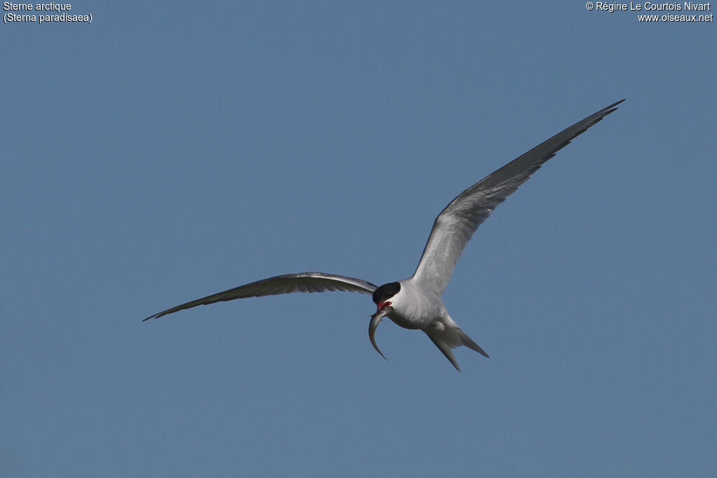 Arctic Tern