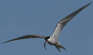 Arctic Tern