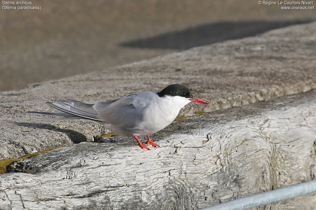 Arctic Tern