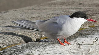 Arctic Tern