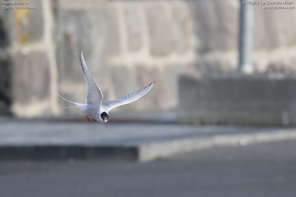 Arctic Tern