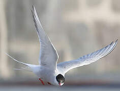 Arctic Tern