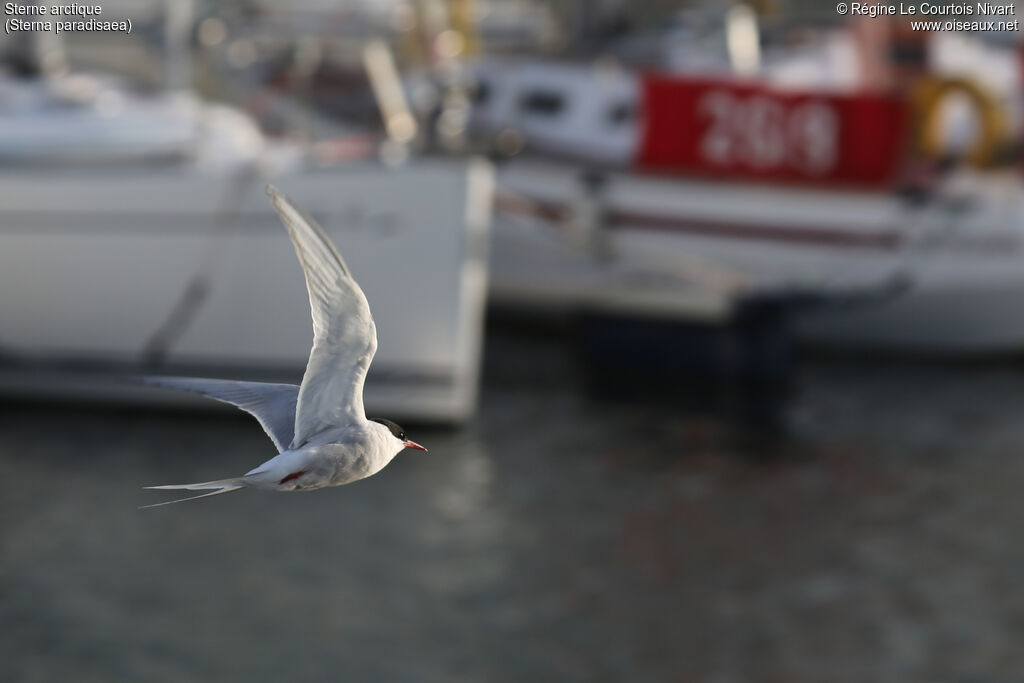 Arctic Tern