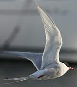 Arctic Tern