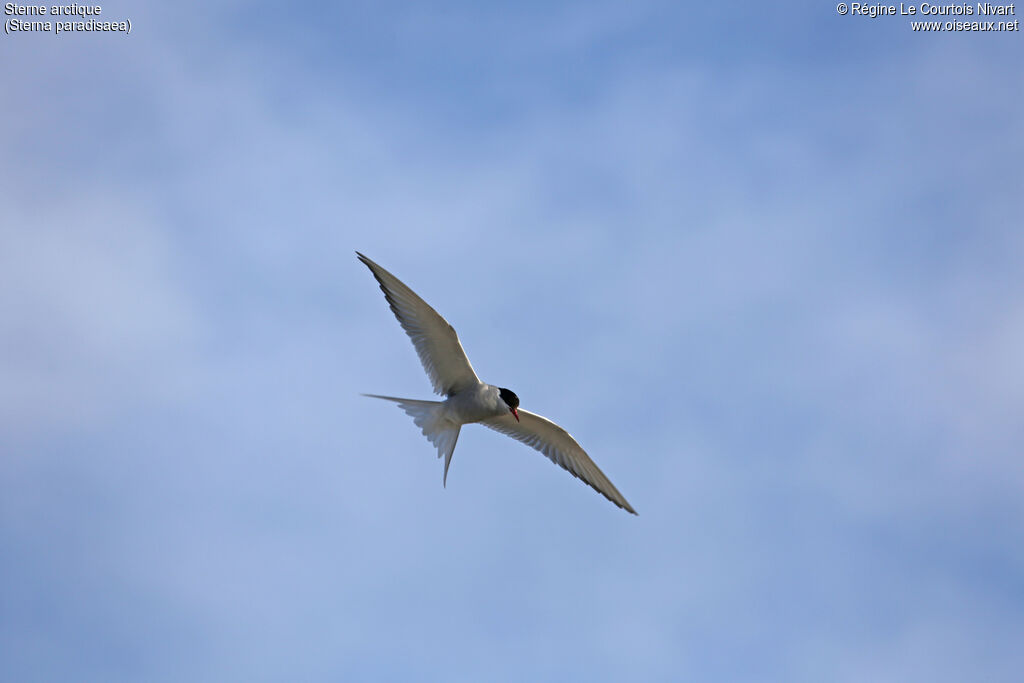 Arctic Tern