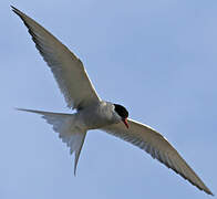 Arctic Tern