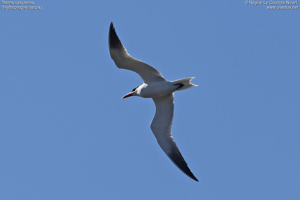 Caspian Tern