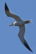 Caspian Tern