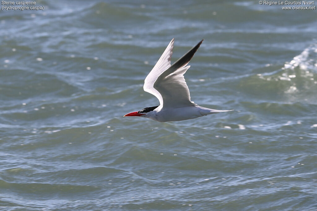 Caspian Tern