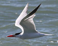 Caspian Tern