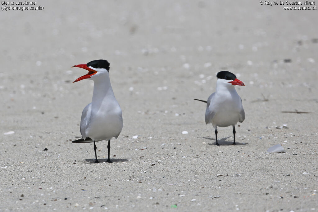 Caspian Tern