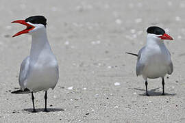 Caspian Tern