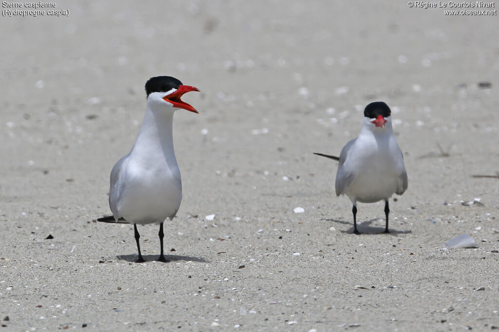 Caspian Tern