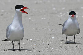 Caspian Tern