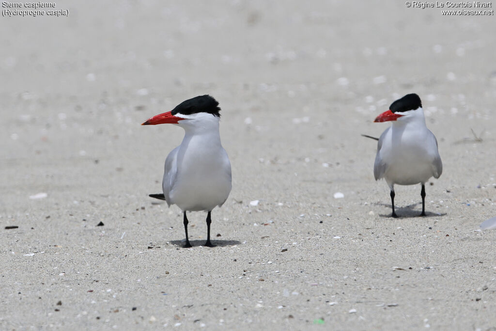 Caspian Tern