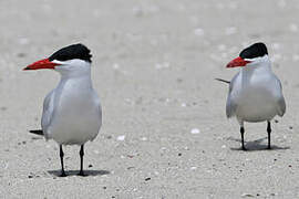 Caspian Tern