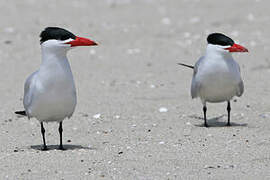 Caspian Tern