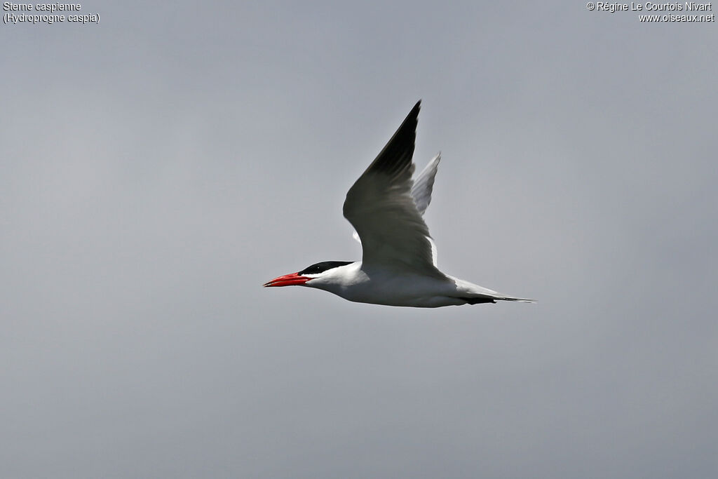 Caspian Tern