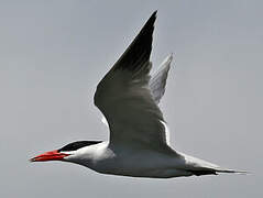 Caspian Tern