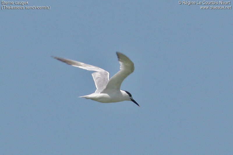 Sandwich Tern, Flight