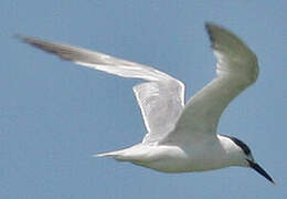 Sandwich Tern