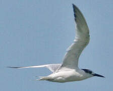 Sandwich Tern