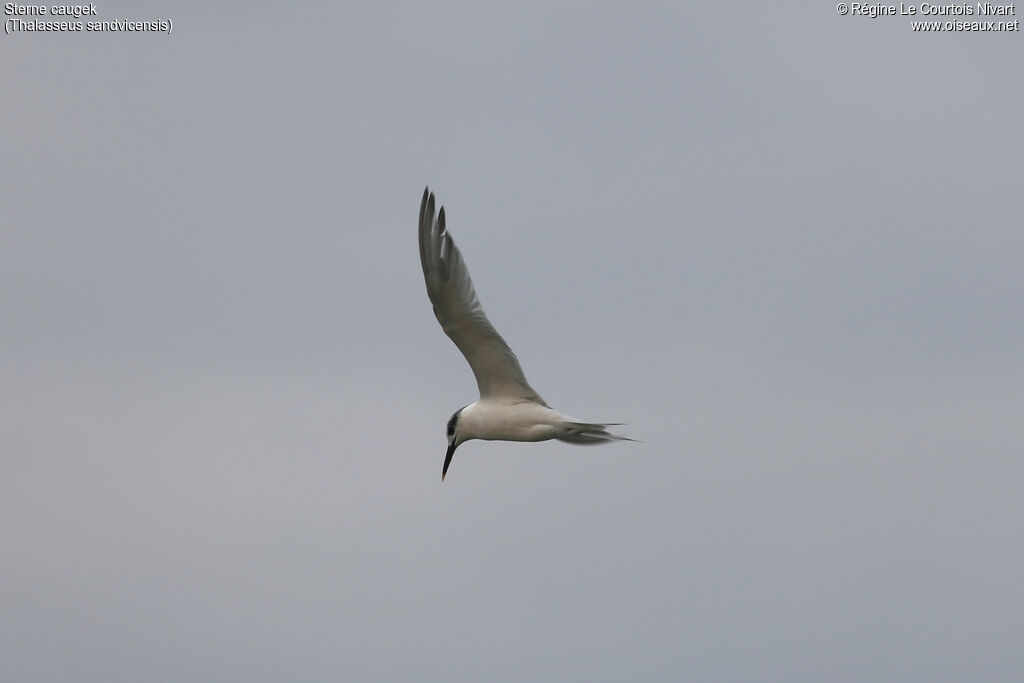 Sandwich Tern