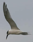 Sandwich Tern