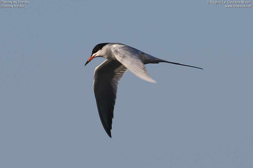 Forster's Ternadult breeding