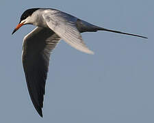 Forster's Tern