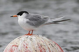 Forster's Tern