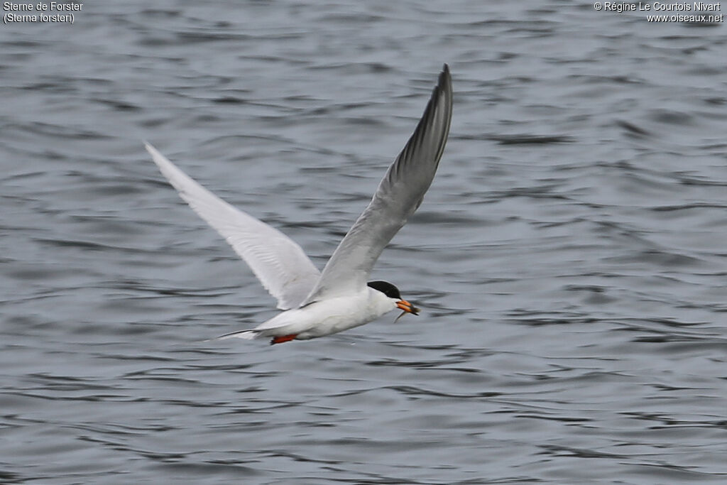 Forster's Tern