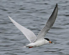 Forster's Tern