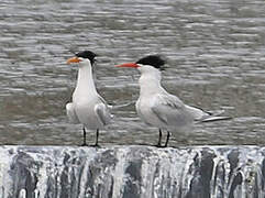 Elegant Tern