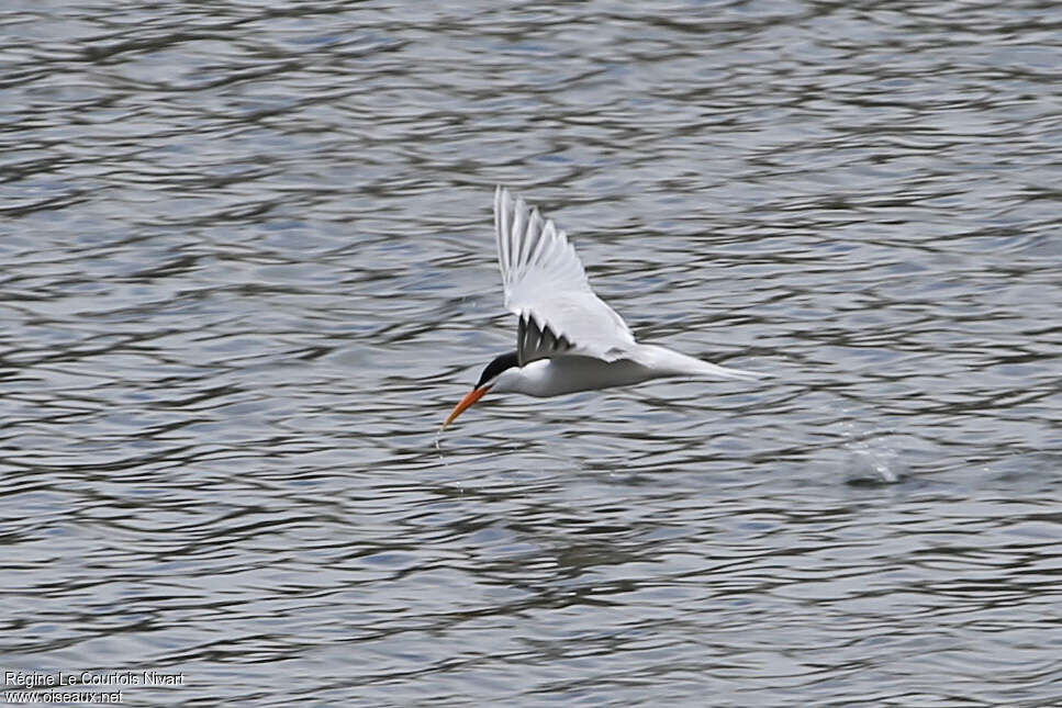 Sterne éléganteadulte nuptial, pêche/chasse