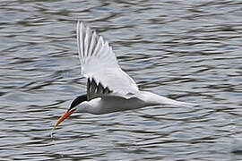 Elegant Tern