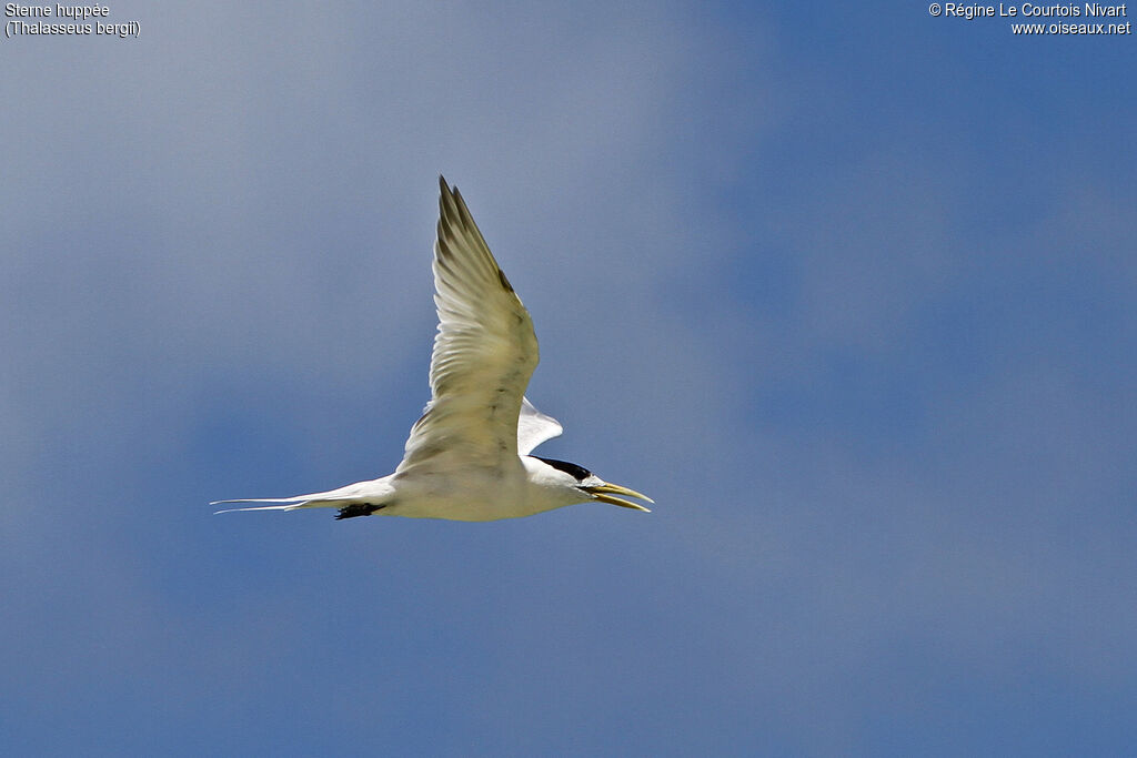 Greater Crested Tern