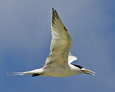 Greater Crested Tern