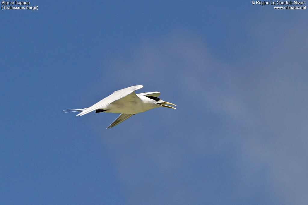 Greater Crested Tern