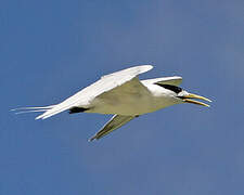 Greater Crested Tern