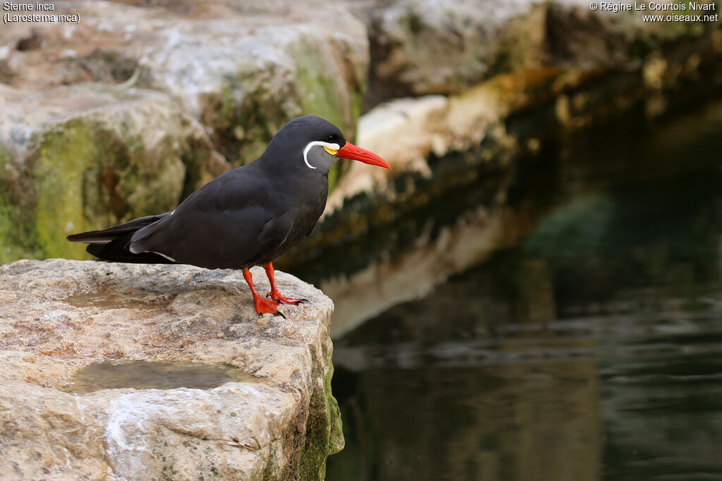 Inca Tern