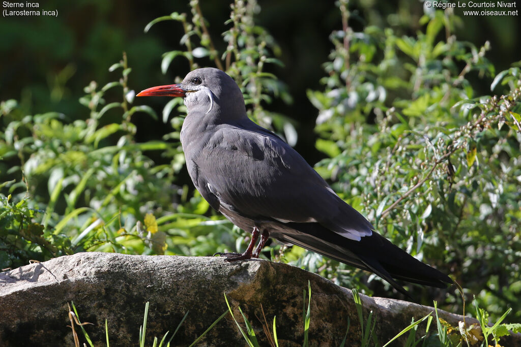 Inca Ternimmature