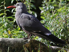 Inca Tern