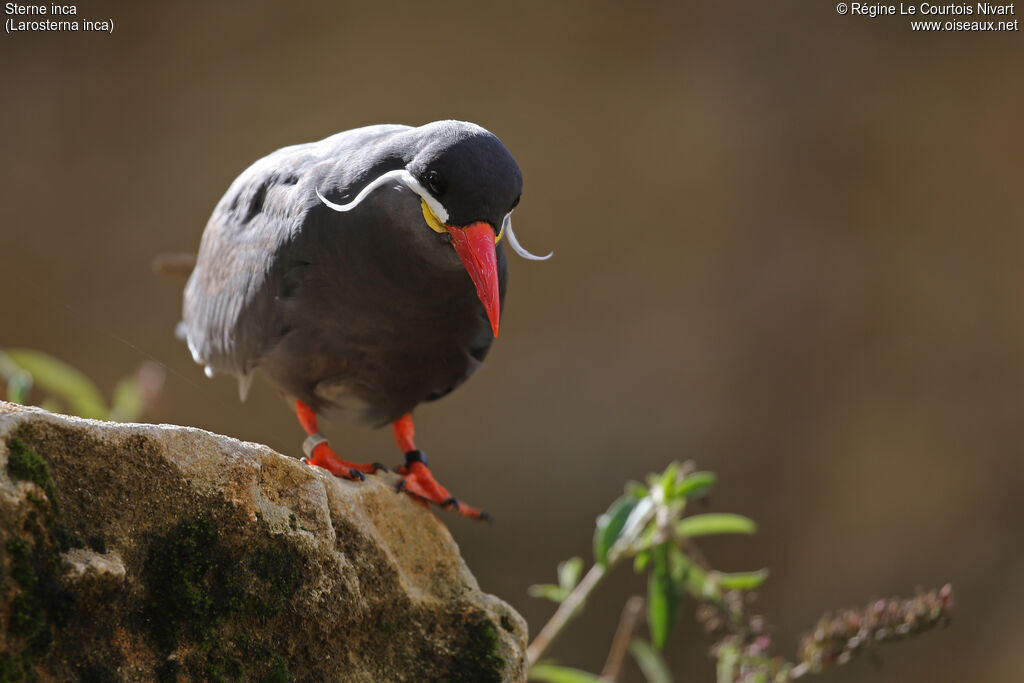 Inca Tern