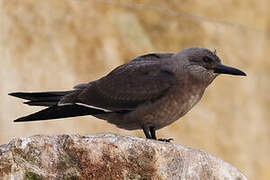 Inca Tern