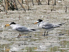 Little Tern